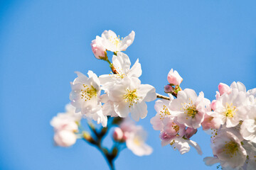 細井桜