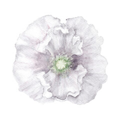 Shadowy White Poppy Flower in Full Bloom. Watercolor in Wet in Wet. Hand-Drawn Botanical Illustration  for Wallpaper, Banner, Textile, Postcard or Wrapping Paper