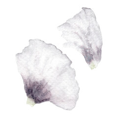 Shadowy White Poppy Watercolor Petals in Wet in Wet Technique. Hand-Drawn Botanical Illustration  for Wallpaper, Banner, Textile, Postcard or Wrapping Paper