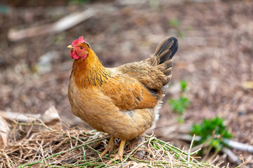 Fototapeta premium Nature's Bounty: A Serene Portrait of a Free-Range Chicken in a Lush Field