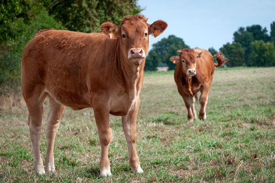 Vaches limousines
