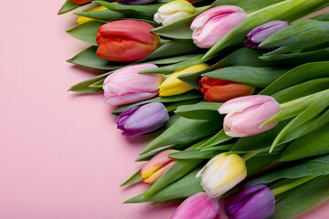 Beautiful colorful tulips on pale pink background