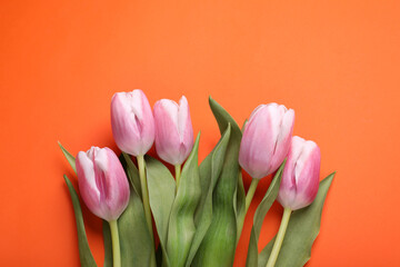 Beautiful pink tulips on orange background, flat lay. Space for text
