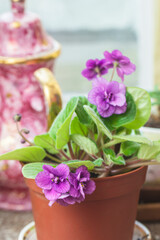 Blooming purple violet in pot