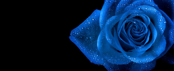blue rose flower in water drops on black. close-up. copy space