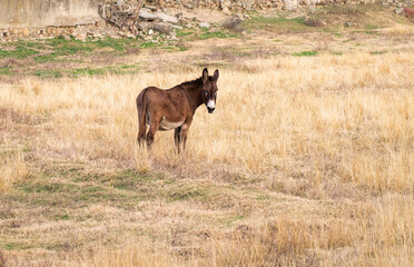 Naklejka na ściany i meble Lovely donkey grazing in an open meadow in the farm