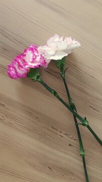 Natural flowers white and pink carnation with green leaves on a brown wooden background