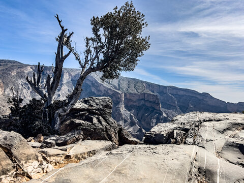 Tree on the viewpoint, Jabal Shams, the Grand Canyon of Oman.