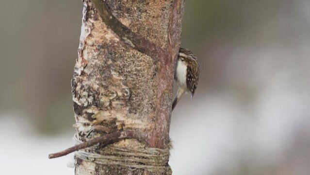 Brown Creeper Bird Moving Up On Tree Trunk With Its Curved Bill To Hunt Insects. closeup