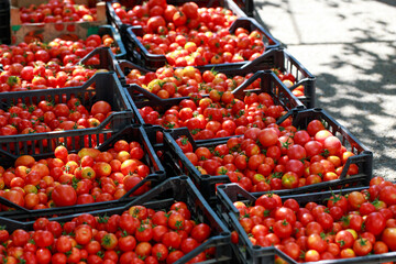 Delicious red tomatoes