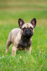Dog breed french bulldog