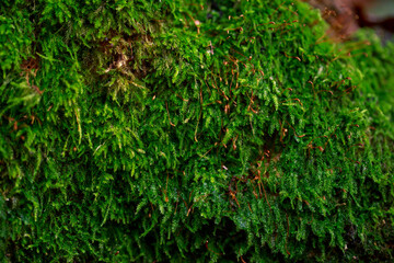 Green moss background