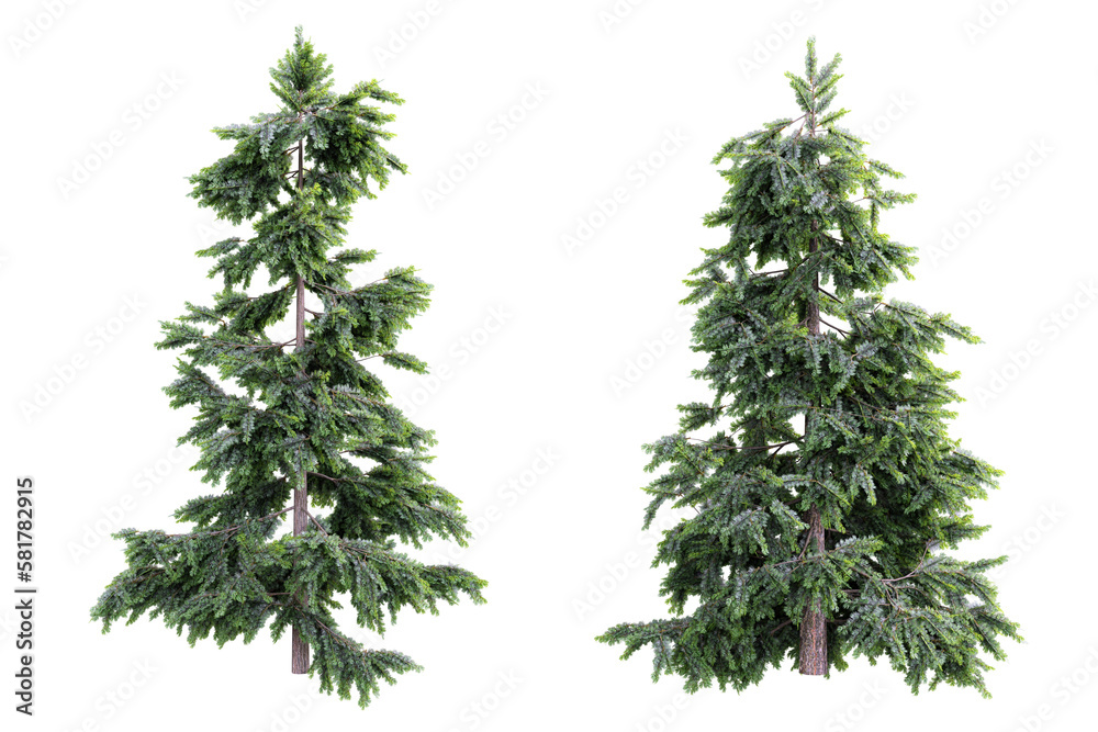 Poster tree cedrus on transparent background.3d rendering png set