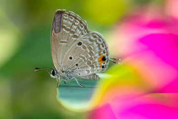 small butterfly perched on flowers and leaves