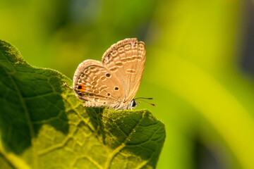 small butterfly perched on flowers and leaves