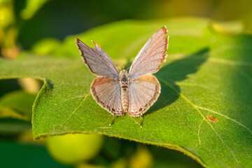 small butterfly perched on flowers and leaves