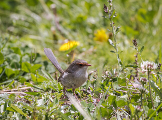 Female Superb Fairy Wren (Malurus cyaneus)