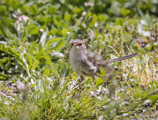Female Superb Fairy Wren (Malurus cyaneus)