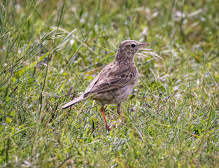 Horsfield's Bush Lark (Mirafra javanica), Australia
