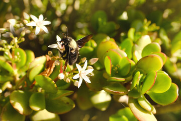 large single insect with black wings Bumblebee carpenter purple, Xylocopa violacea, Apidae collects...