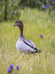 Australian Wood Duck (Chenonetta jubata), Australia
