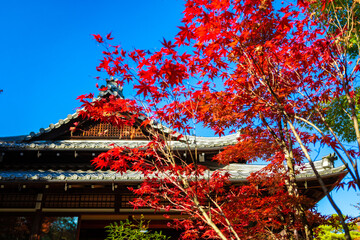 秋の京都・南禅寺の天授庵で見た、真っ赤な紅葉と快晴の青空