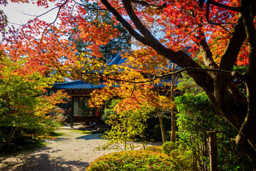 秋の京都・南禅寺の天授庵で見た、カラフルな紅葉と快晴の青空
