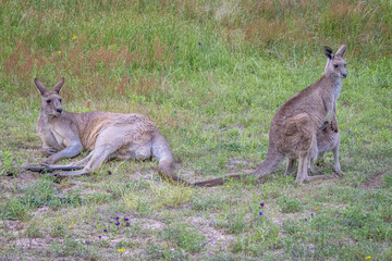 Naklejka na ściany i meble Kangaroos with joey (Macropodidae), Australia 