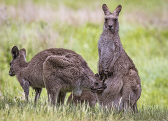 Kangaroos with joey (Macropodidae), Australia	