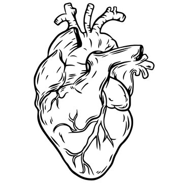 Human Heart Anatomy. Vector illustration in black and white colors.
