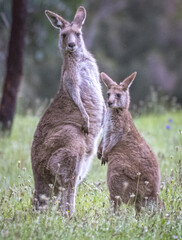 Naklejka na ściany i meble Kangaroos (Macropodidae), Australia 