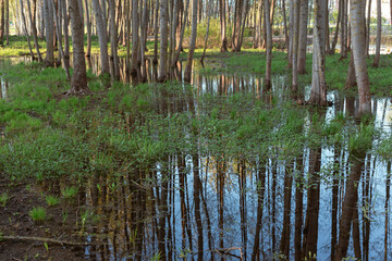 Spring landscape in the park with flooded trees