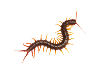 Centipede (Scolopendra sp.) Giant centipede isolated on transparent background. The top view of a living centipede, high resolution images shot in a studio room. png file.