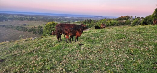 Fototapeta na wymiar cow in the field