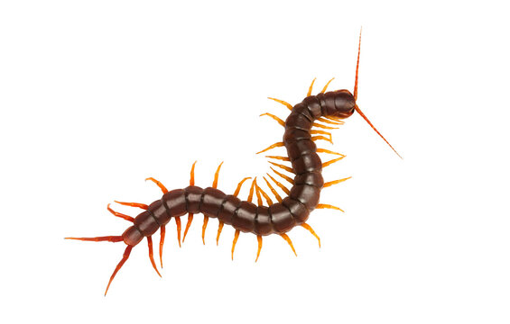 Centipede (Scolopendra sp.) Giant centipede isolated on transparent background. The top view of a living centipede, high resolution images shot in a studio room. png file.