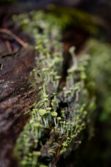 Cladonia is a genus of moss-like lichens in the family Cladoniaceae. Small light green structures and mushroom-like appearance on rotten wood in winter forest in Iserlohn Sauerland Germany, close up