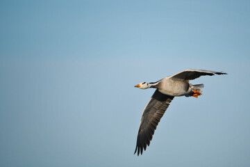 Bar-headed goose in the blue sky