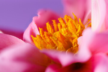 Fototapeta na wymiar Macro photography of a dahlia flower