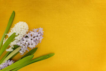 bright yellow knitted background with hyacinths