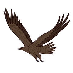 Fototapeta na wymiar Wedge tailed eagle Aussie predator color vector character