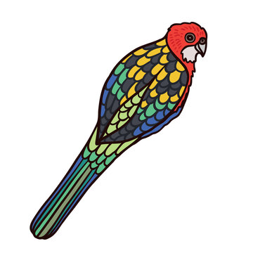 Rosella Aussie avian creature color vector character