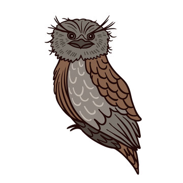 Tawny frog mouth Aussie bird color vector character