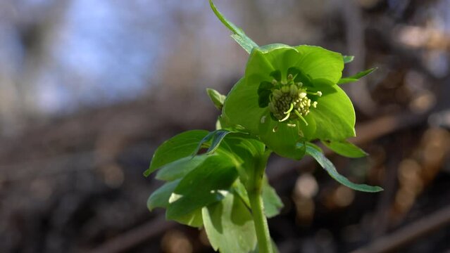Green-flowered Hellebore, spring flowers (Helleborus dumetorum) - (4K)