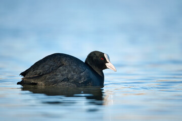 Portrait of a coot in blue water