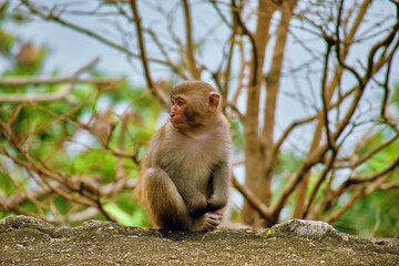 Monkeys at the LinUng Buddhist Temple on the Seoncha Peninsula near Da Nang, Vietnam.