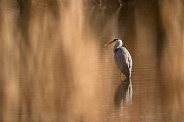 Calming image of a gray heron