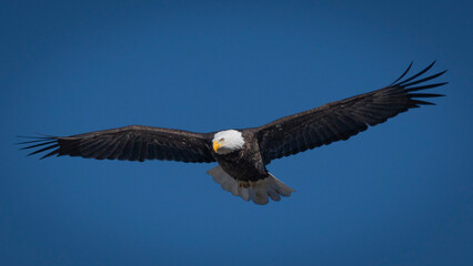 Naklejka premium Bald Eagle in Flight against a blue sky