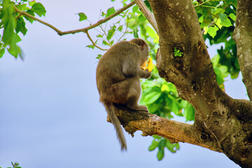 Monkeys at the LinUng Buddhist Temple on the Seoncha Peninsula near Da Nang, Vietnam.