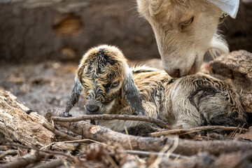 Fototapeta premium A newborn brown baby goat and its mother