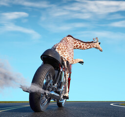 Giraffe rides a motocycle. Travel and adventure concept.